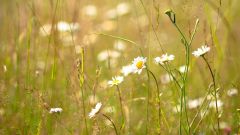 Tapeta Nature Flowers 063.jpg